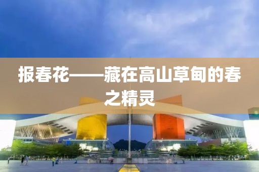 報春花——藏在高山草甸的春之精靈