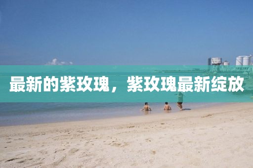 最新的紫玫瑰，紫玫瑰最新綻放
