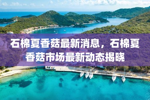 石棉夏香菇最新消息，石棉夏香菇市場最新動態揭曉